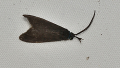 Pollanisus lithopastus