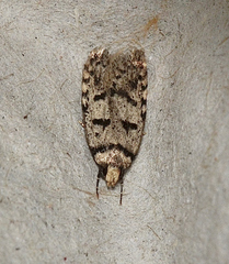 Scatochresis episema