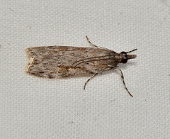 Scoparia plagiotis