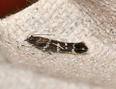 Stagmatophora argyrostrepta