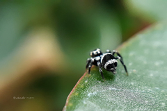 Corythalia argentinensis