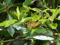 Heteronympha paradelpha