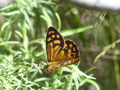 Heteronympha paradelpha