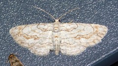 Orbamia octomaculata