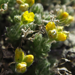 Draba novolympica