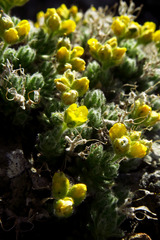 Draba novolympica