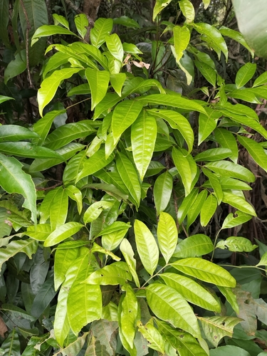 Image of Guioa Acutifolia (Guioa acutifolia) by (c) Matthew Borella, some rights reserved (CC BY)