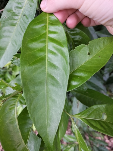 Image of Guioa Acutifolia (Guioa acutifolia) by (c) Matthew Borella, some rights reserved (CC BY)