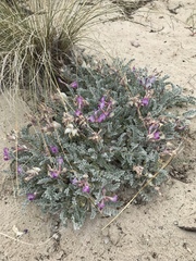 Astragalus utahensis