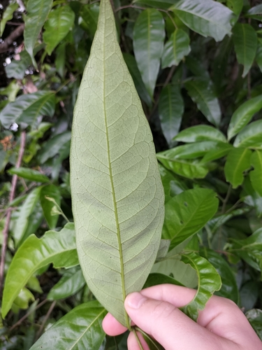 Image of Guioa Acutifolia (Guioa acutifolia) by (c) Matthew Borella, some rights reserved (CC BY)