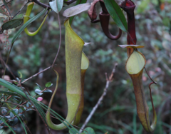 Nepenthes ramispina