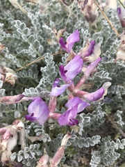 Astragalus utahensis