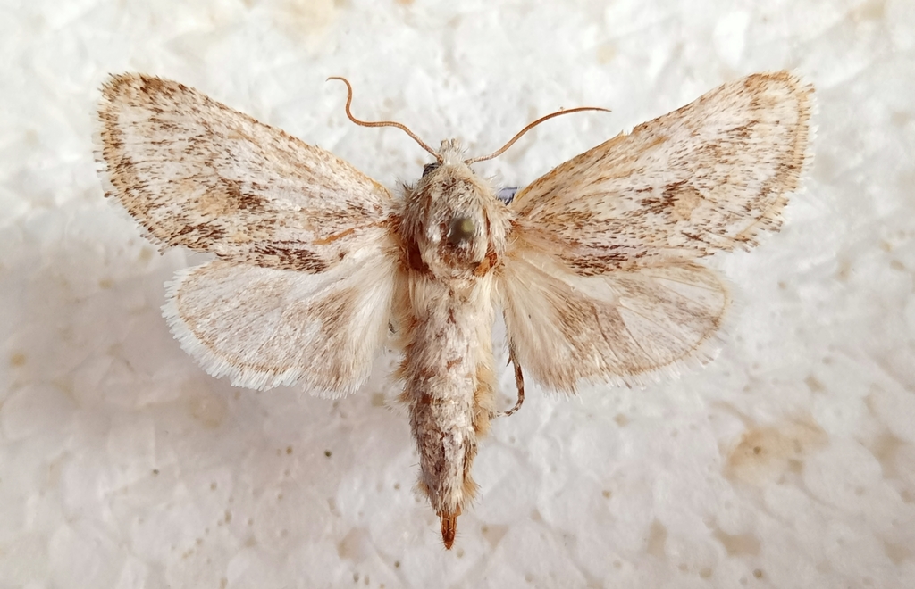 Dyspessa foeda almeriana