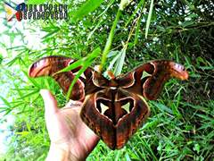 Attacus lorquinii