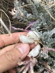 Astragalus utahensis