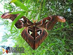 Attacus lorquinii