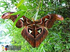 Attacus lorquinii