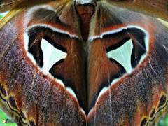 Attacus lorquinii