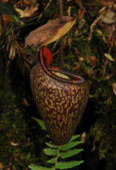 Nepenthes macfarlanei
