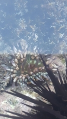 Bunodosoma californica