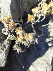 Gnaphaliothamnus lavandulifolius