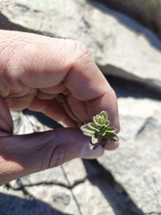 Oxylobus arbutifolius