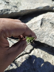 Oxylobus arbutifolius