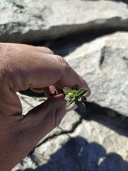 Oxylobus arbutifolius