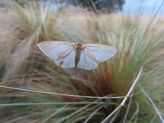 Orthoclydon praefectata