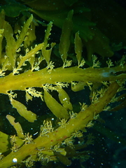 Carpophyllum flexuosum