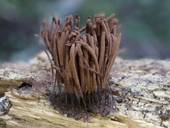 Stemonitis flavogenita