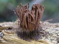 Stemonitis flavogenita