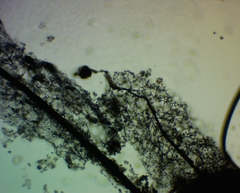 Stemonitis flavogenita