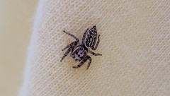 Opisthoncus serratofasciatus