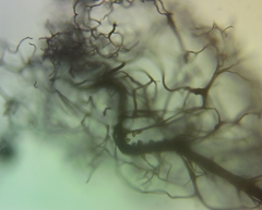 Stemonitis flavogenita