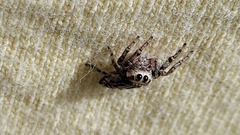 Opisthoncus serratofasciatus