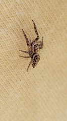 Opisthoncus serratofasciatus