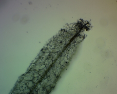 Stemonitis flavogenita