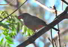 Melozone fusca