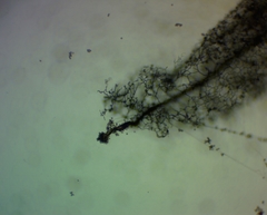 Stemonitis flavogenita