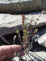 Oxylobus arbutifolius