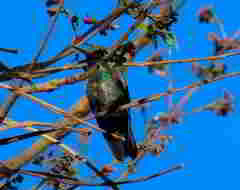 Cynanthus latirostris