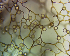 Stemonitis flavogenita