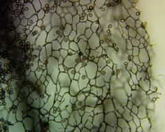 Stemonitis flavogenita