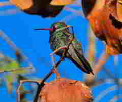 Cynanthus latirostris