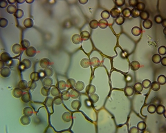 Stemonitis flavogenita