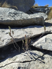 Oxylobus arbutifolius