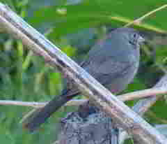 Melozone fusca