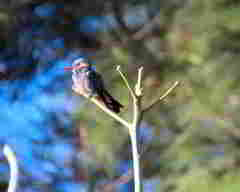 Cynanthus latirostris