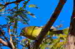 Leiothlypis ruficapilla